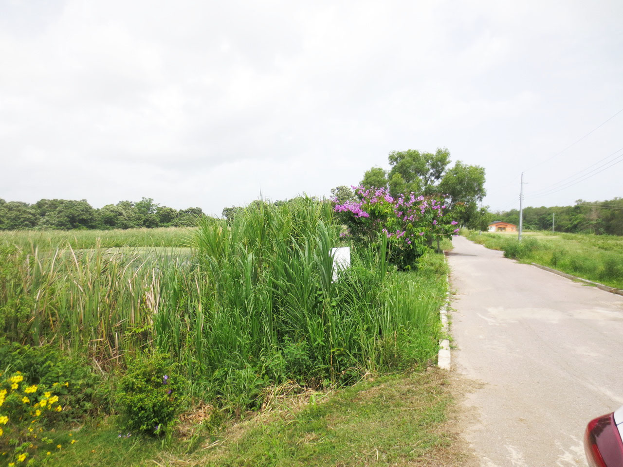 Pond Road Extension, Aripero